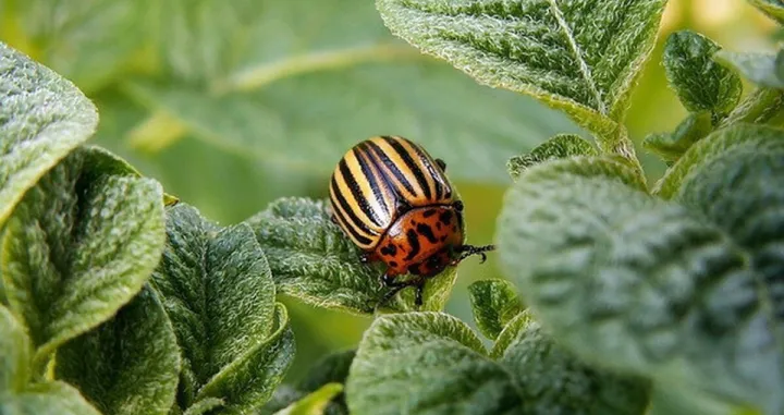 Krompirova zlatica/Cdn.agroklub