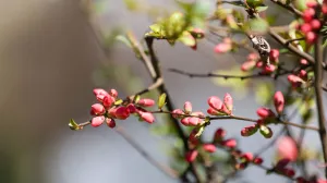 Stiglo je proljeće, budi se priroda/Hazim Aljović