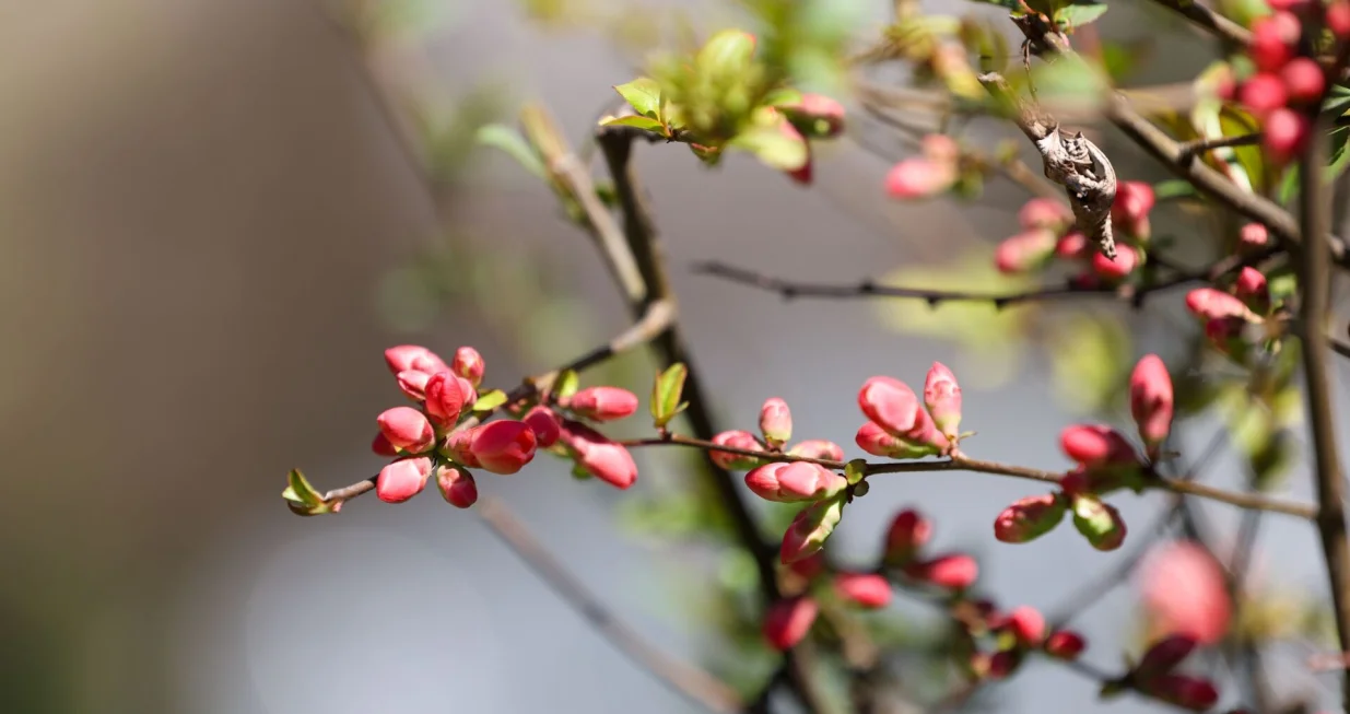 Stiglo je proljeće, budi se priroda/Hazim Aljović