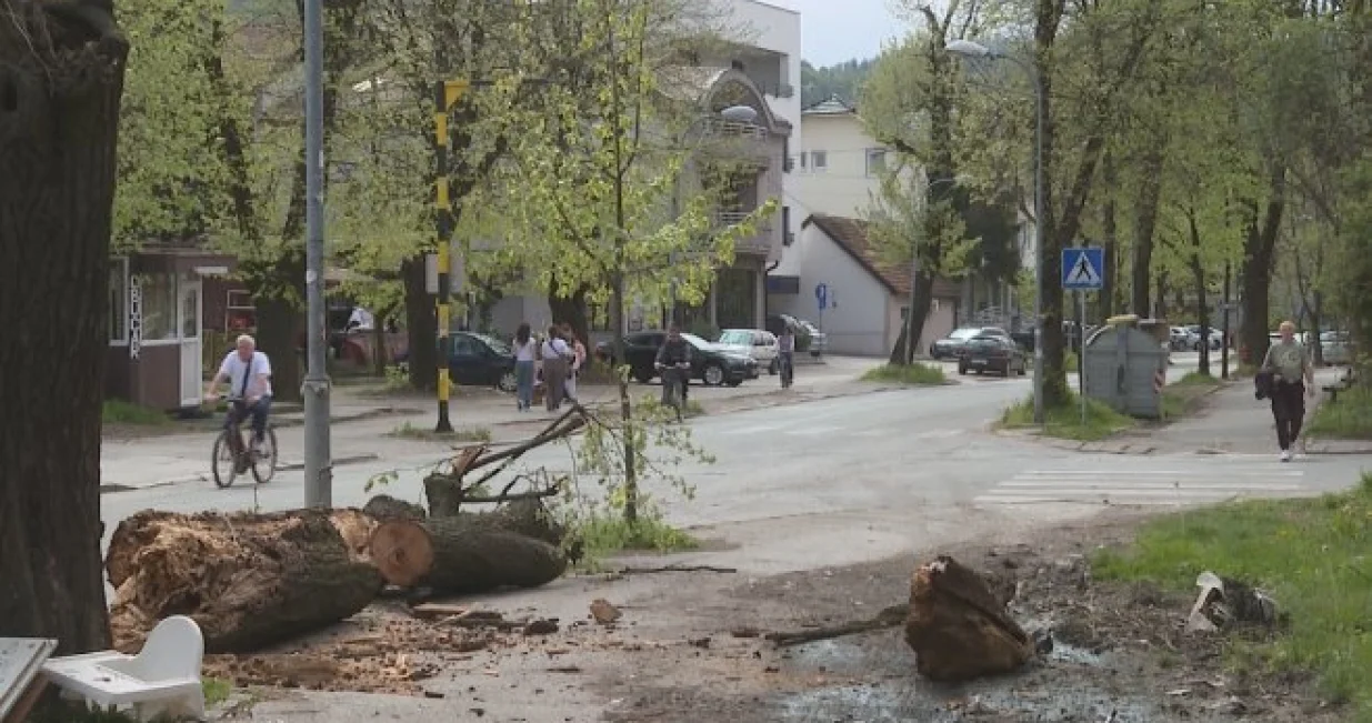 Drvo, Banja Luka, pad drveta/Rtrs