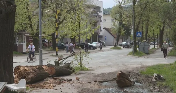 Drvo, Banja Luka, pad drveta/Rtrs