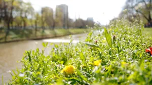 Proljeće ilustracije/Damir Deljo