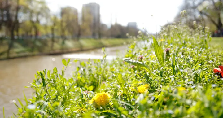 Proljeće ilustracije/Damir Deljo