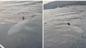 Veliki morski pas u Jadranu/24sata.hr