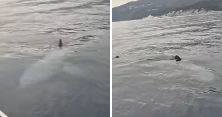 Veliki morski pas u Jadranu/24sata.hr