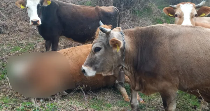 Rastrgnuta krava/Bugojno Danas//