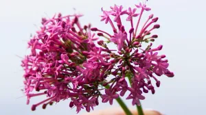 Valerijana cvijet/Elle Hughes