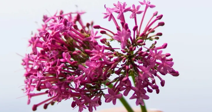 Valerijana cvijet/Elle Hughes