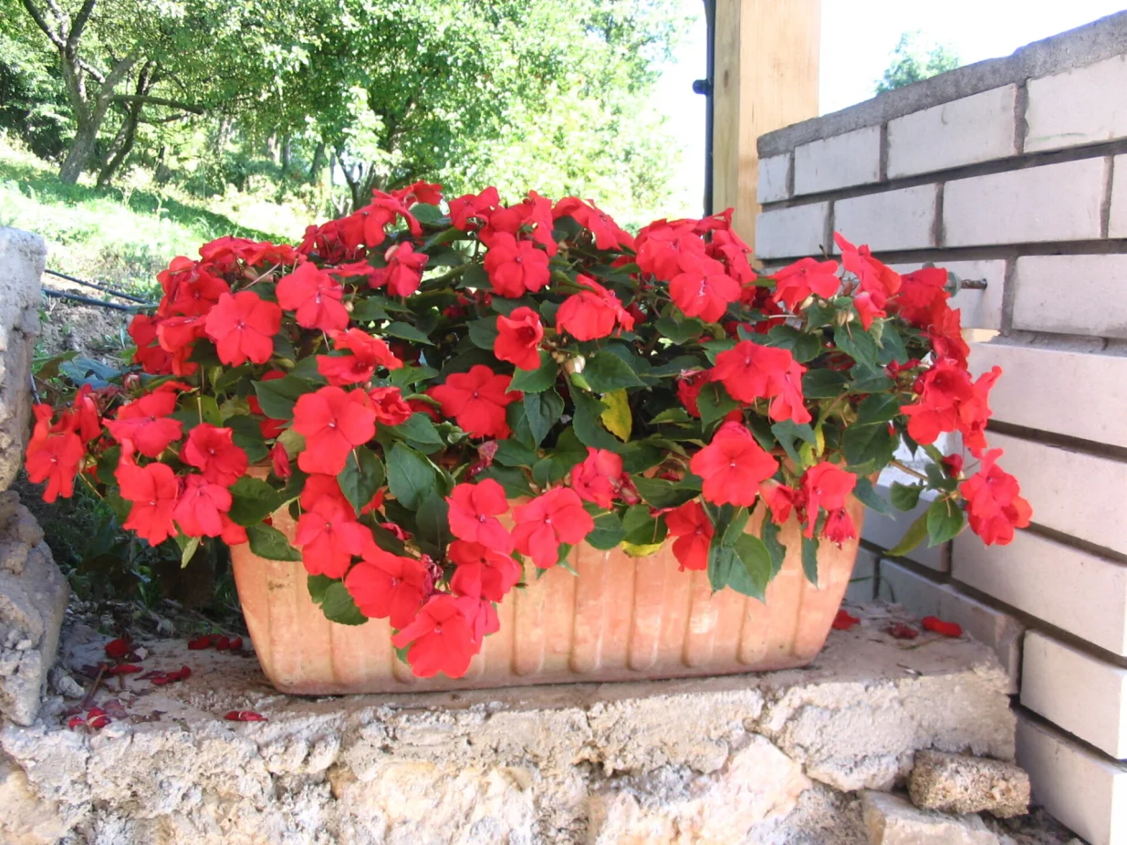 Bogato cvjeta u blagoj sjeni/