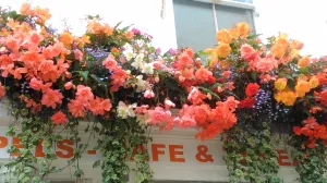 Gomoljaste begonije i plave lobelije/