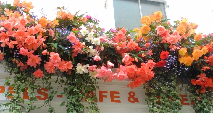 Gomoljaste begonije i plave lobelije/