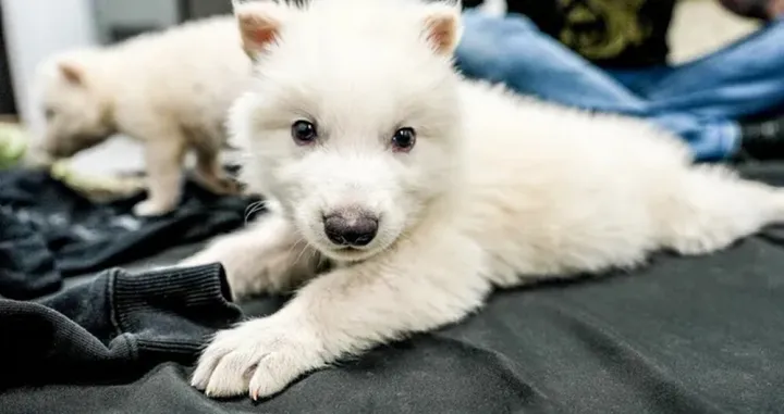 Klonirani mladunci koji sadrže gene izumrle vrste/