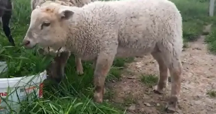 Ovi mješanci se zovu ovcokoza ili kovca/Screenshot/