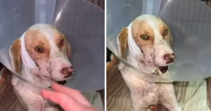 Pas Umut nakon što ga je neki nečovjek upucao/Facebook