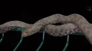 Zmija na banjalučkom šetalištu/Banja Luka Net