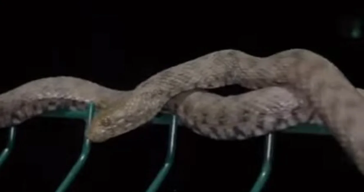 Zmija na banjalučkom šetalištu/Banja Luka Net