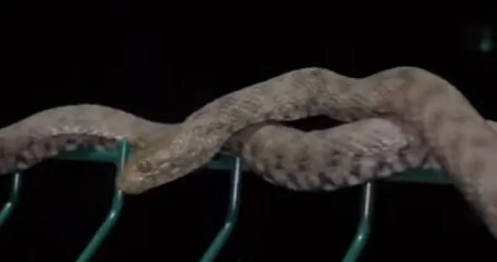 Zmija na banjalučkom šetalištu/Banja Luka Net