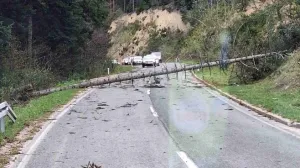 Vjetar oborio stabla na put/RTRS/Rtrs