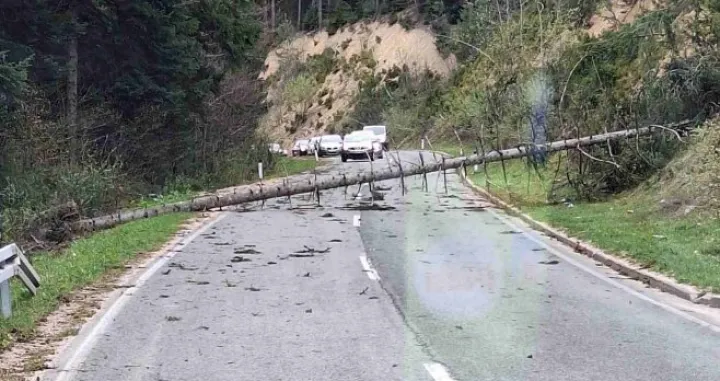 Vjetar oborio stabla na put/RTRS/Rtrs