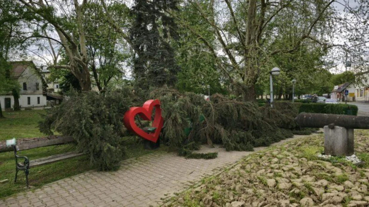 Kozarska dubica, vjetar čupao stabla i lomio grane /Rtv Kd