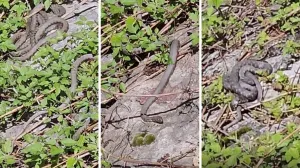 Zmije u koritu Lima/Čitatelj Oslobođenja