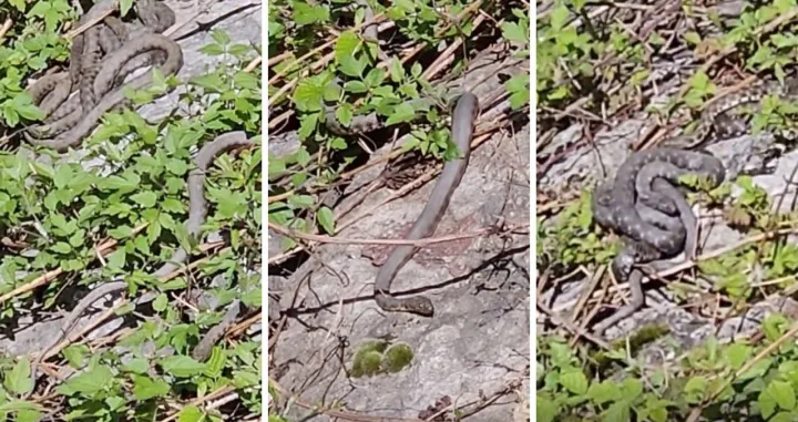 Zmije u koritu Lima/Čitatelj Oslobođenja