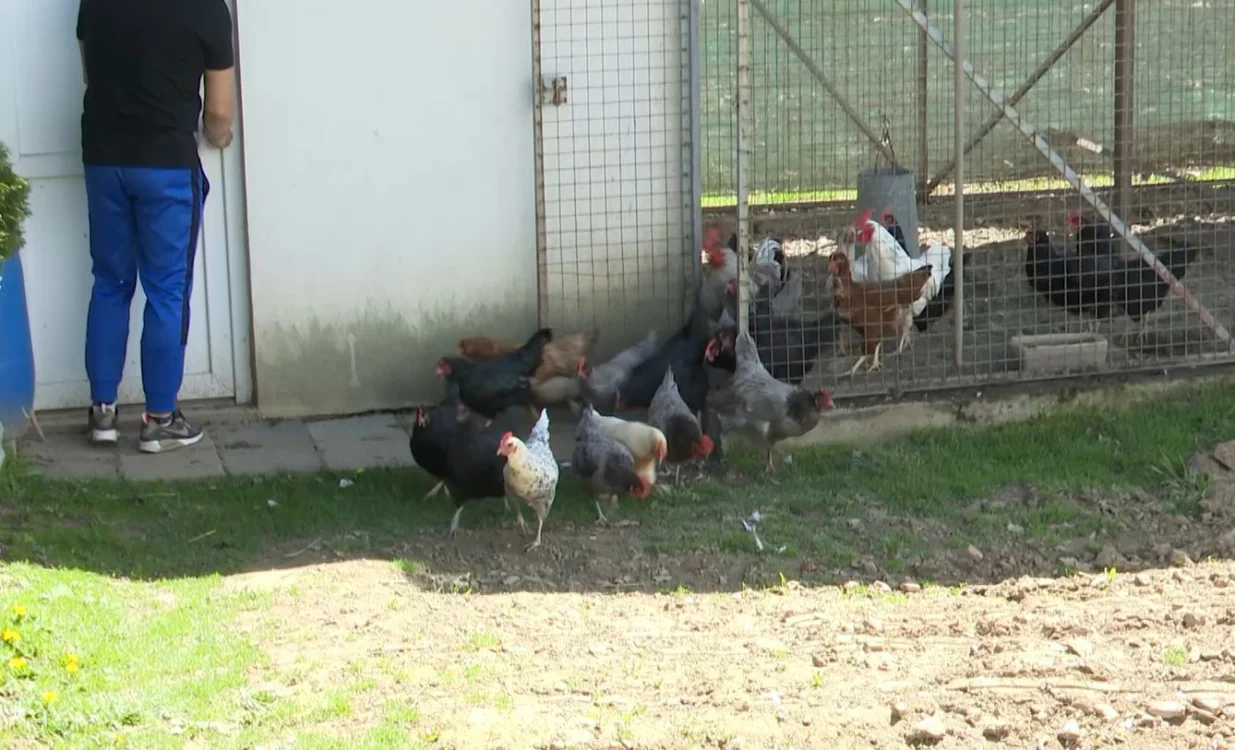 Zdravko Bošnjak i njegov zet Dragan Marković; tucanje jaja/Duško Pucar