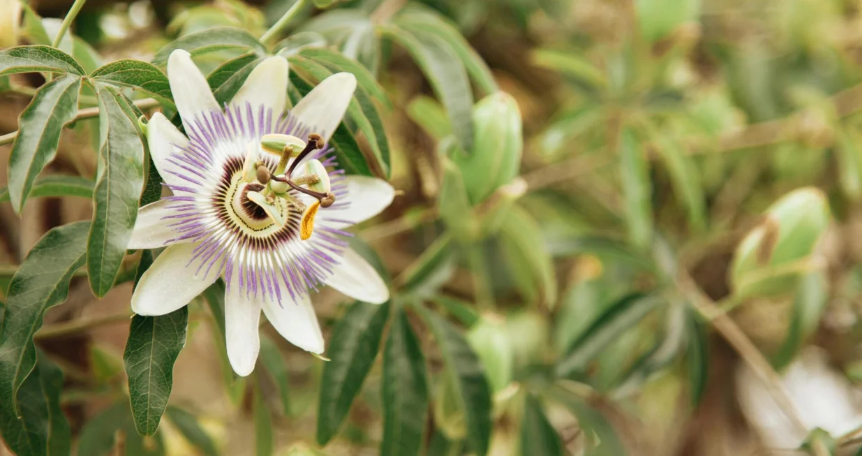 Isusova kruna (Kristova kruna, Gospodinova kruna, Isusovo cvijeće), passiflora/Roman Odinstsov