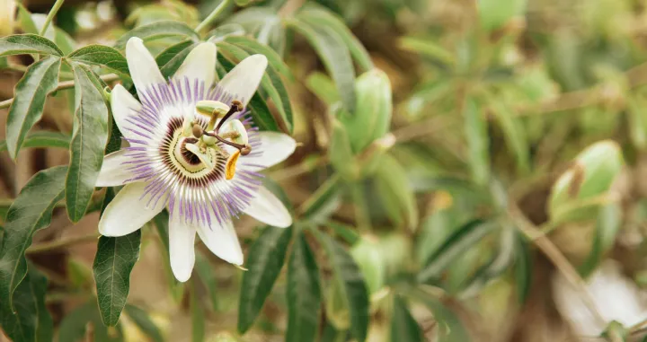 Isusova kruna (Kristova kruna, Gospodinova kruna, Isusovo cvijeće), passiflora/Roman Odinstsov