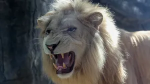 Danas se obilježava Svjetski dan lavova, čiji se broj značajno smanjuje iz godine u godinu.Ovaj dan ima za cilj podizanje svijesti o ljepoti ovih vrhunskih lovaca, kraljeva savane i informisanje javnosti o tome kako su lavovi na korak od liste ugroženih životinja kojima prijeti nestanak.Stručnjaci vjeruju da se u posljednjih 20 godina broj lavova smanjio za 43 posto, a njihov nestanak bi ozbiljno narušio ekosistem/Anadolija