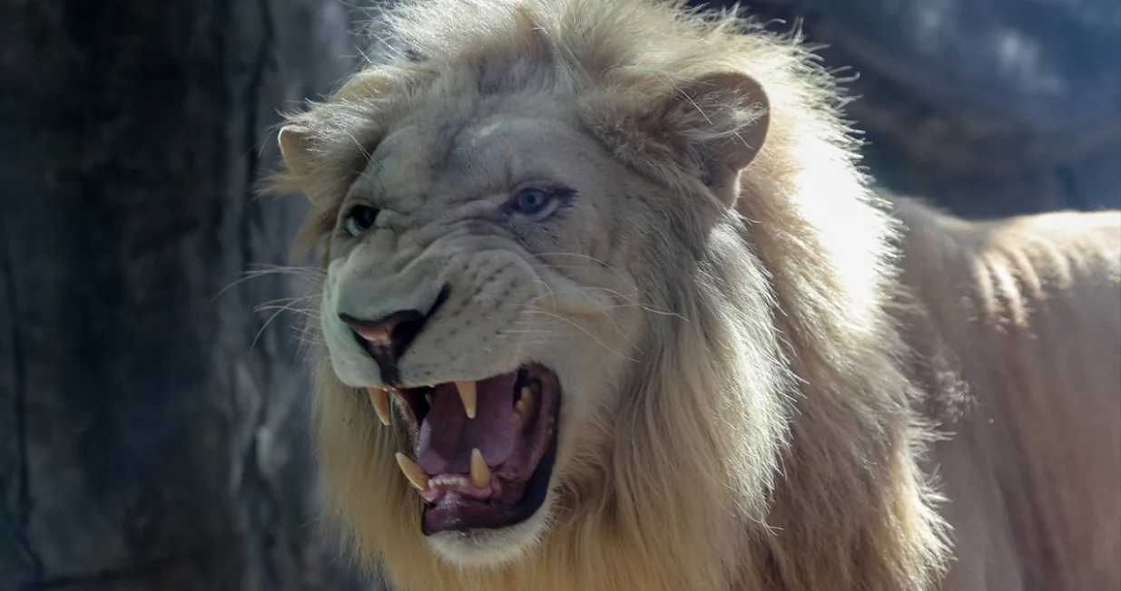 Danas se obilježava Svjetski dan lavova, čiji se broj značajno smanjuje iz godine u godinu.Ovaj dan ima za cilj podizanje svijesti o ljepoti ovih vrhunskih lovaca, kraljeva savane i informisanje javnosti o tome kako su lavovi na korak od liste ugroženih životinja kojima prijeti nestanak.Stručnjaci vjeruju da se u posljednjih 20 godina broj lavova smanjio za 43 posto, a njihov nestanak bi ozbiljno narušio ekosistem/Anadolija