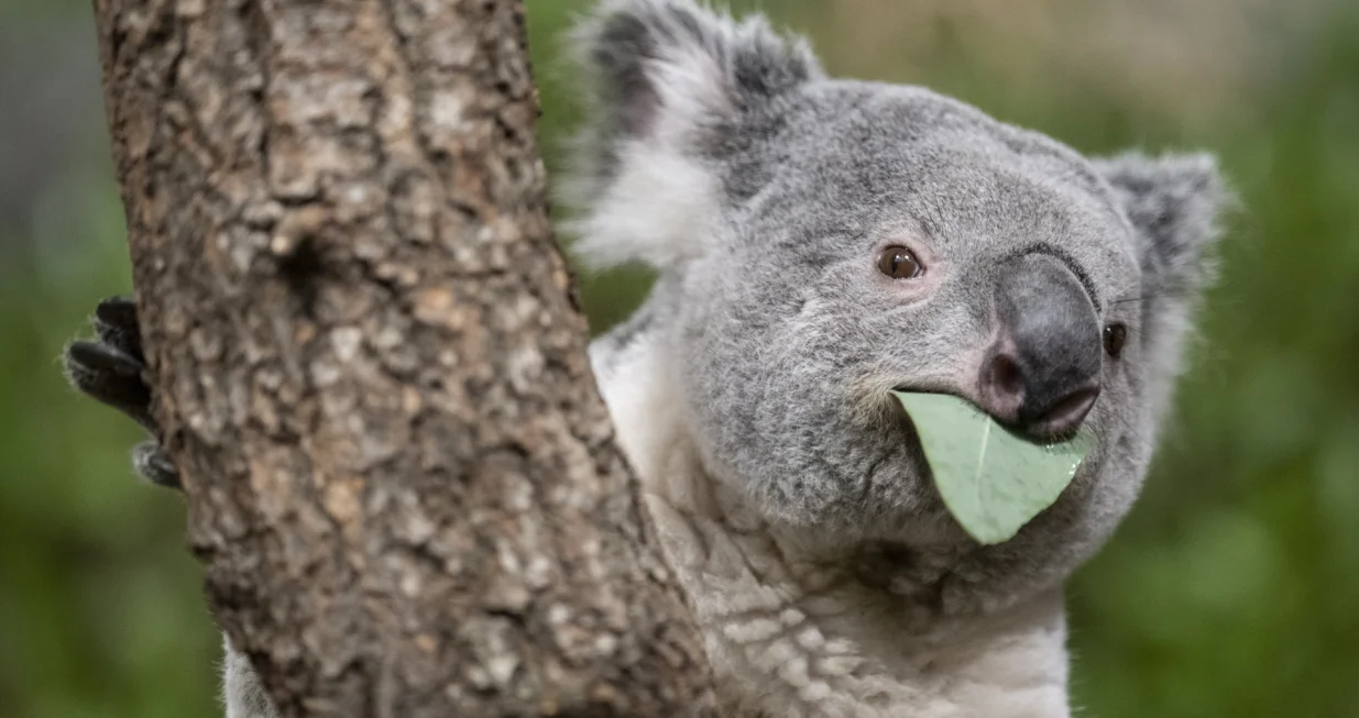 epaselect epa10375648 The male koala Tarni eats at the Australia House on the occasion of a Zoo Apero at Zoo Zurich, in Zurich, Switzerland, 21 December 2022. EPA/ENNIO LEANZA/Ennio Leanza