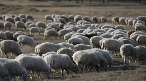 epa10296330 A shepherd (not pictured) observes his herd of sheep on a hillside pasture outside of the capital Tbilisi, Georgia, 09 November 2022. Agriculture and cattle breeding represent an important part of the local economy. EPA/ZURAB KURTSIKIDZE/Zurab Kurtsikidze