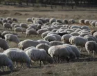 epa10296330 A shepherd (not pictured) observes his herd of sheep on a hillside pasture outside of the capital Tbilisi, Georgia, 09 November 2022. Agriculture and cattle breeding represent an important part of the local economy. EPA/ZURAB KURTSIKIDZE/Zurab Kurtsikidze