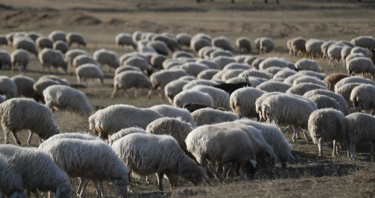 epa10296330 A shepherd (not pictured) observes his herd of sheep on a hillside pasture outside of the capital Tbilisi, Georgia, 09 November 2022. Agriculture and cattle breeding represent an important part of the local economy. EPA/ZURAB KURTSIKIDZE/Zurab Kurtsikidze
