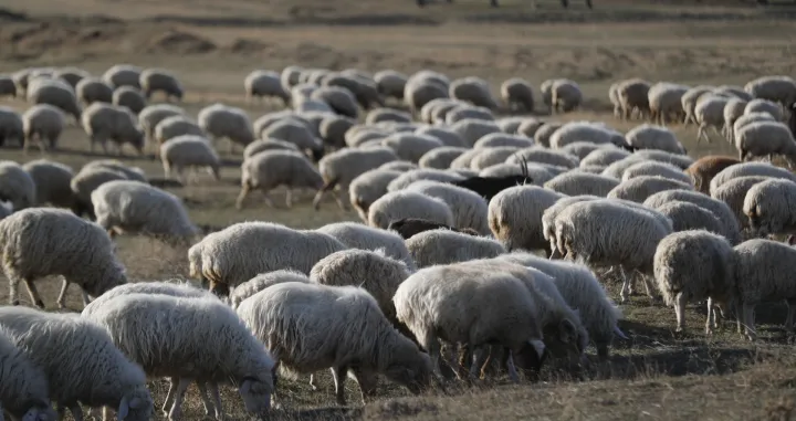epa10296330 A shepherd (not pictured) observes his herd of sheep on a hillside pasture outside of the capital Tbilisi, Georgia, 09 November 2022. Agriculture and cattle breeding represent an important part of the local economy. EPA/ZURAB KURTSIKIDZE/Zurab Kurtsikidze