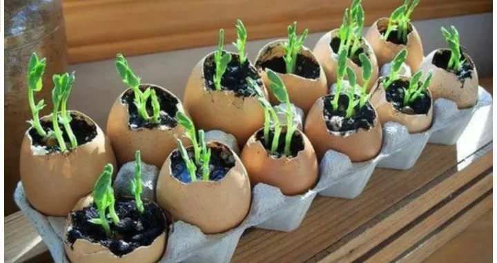 sadnice ljuske od jaja/