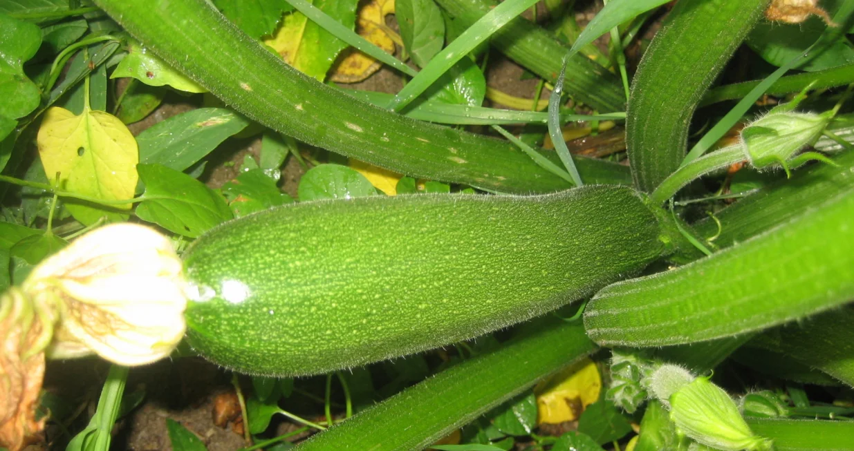 Tikvice redovno i obilno rađaju/