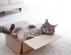 mačka u kutiji/