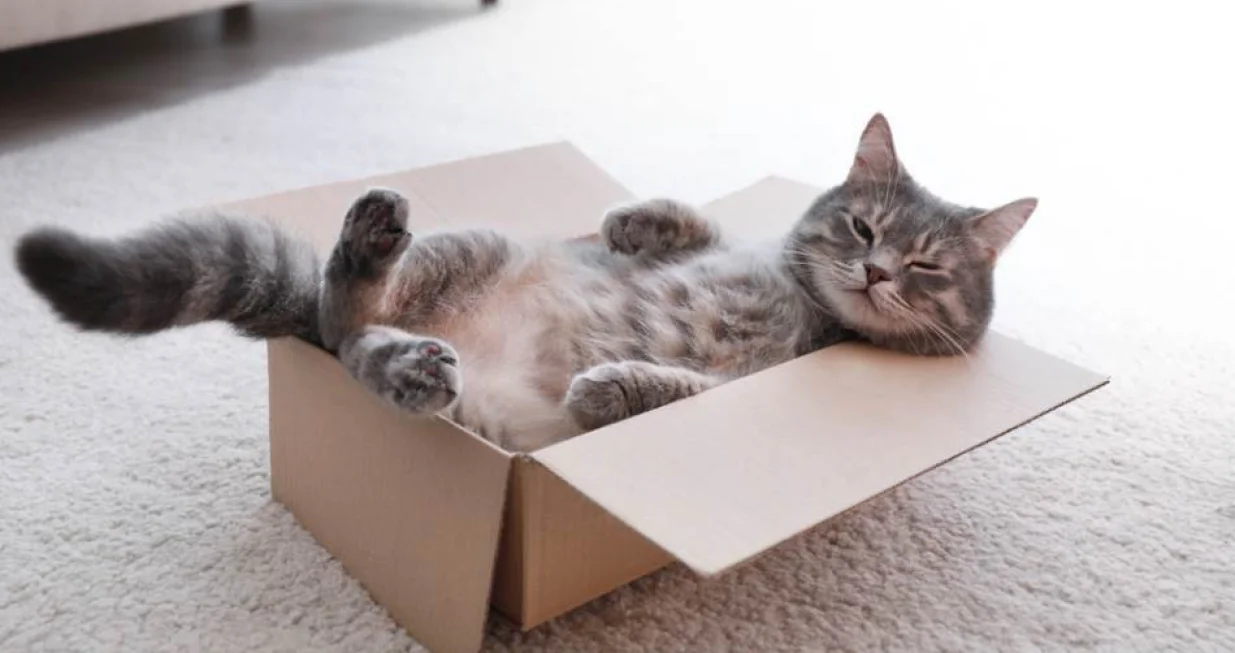 mačka u kutiji/