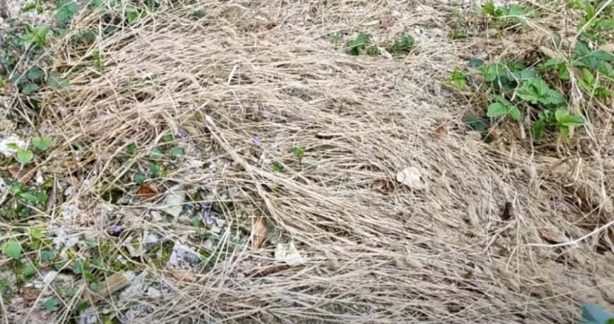 Korov bašta/Screenshot/youtube