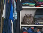 mačka u ormaru s odjećom/Faizal Ortho