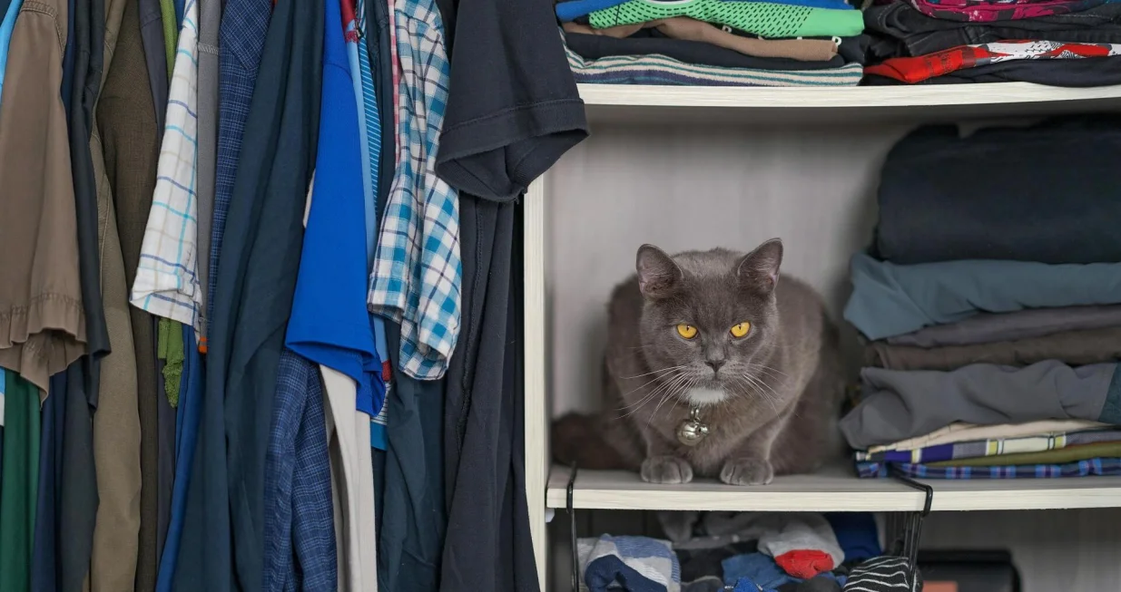mačka u ormaru s odjećom/Faizal Ortho