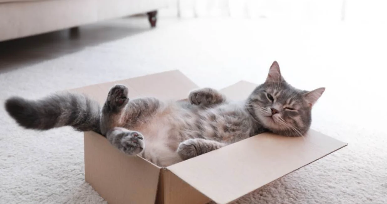 mačka u kutiji/