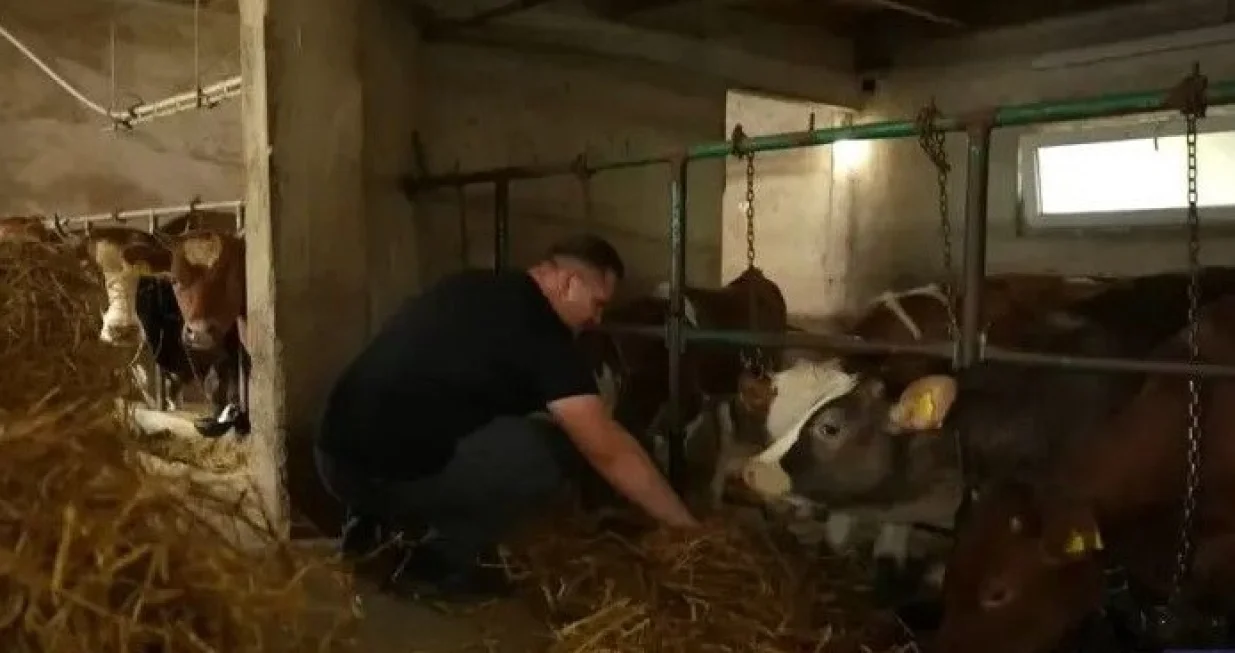 Sidik Šabanović, pjevač iz Visokog, Zvezde Granda, krave, pjevanje/Grand