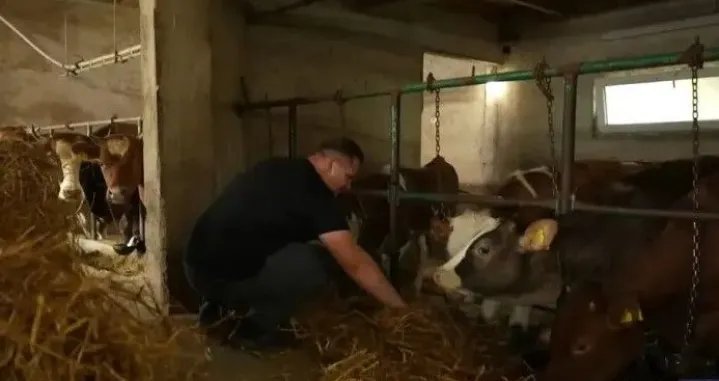 Sidik Šabanović, pjevač iz Visokog, Zvezde Granda, krave, pjevanje/Grand