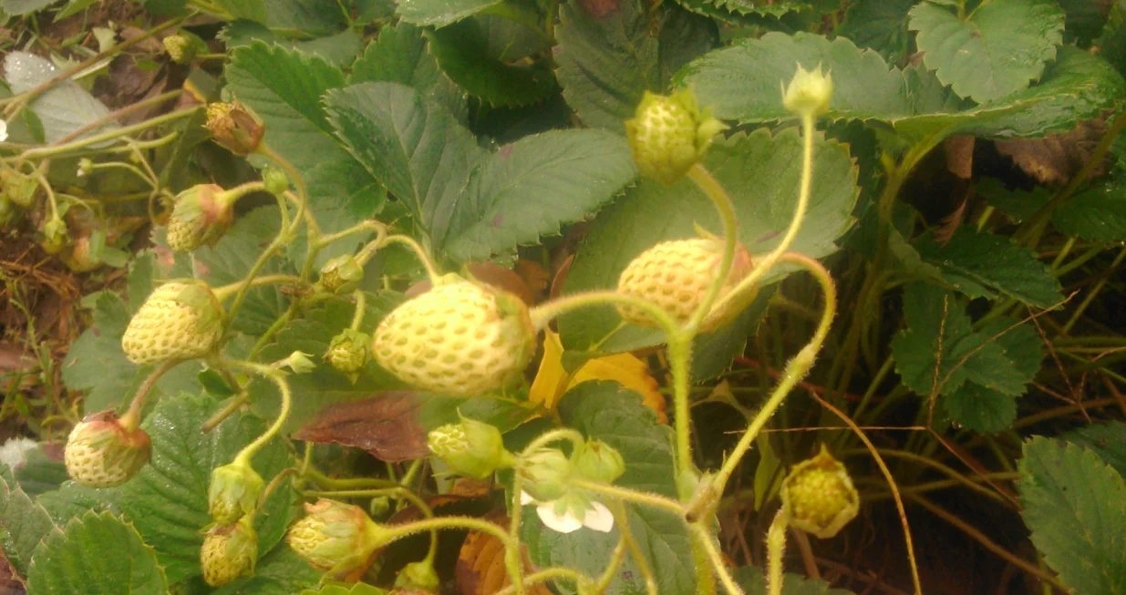 Organski uzgojene jagode mjesecarke su slatke, ukusne i zdrave/