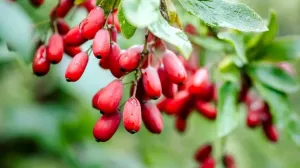 Berberin, alkaloid//