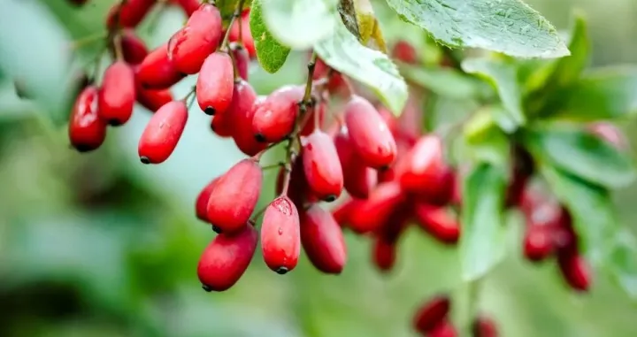 Berberin, alkaloid//