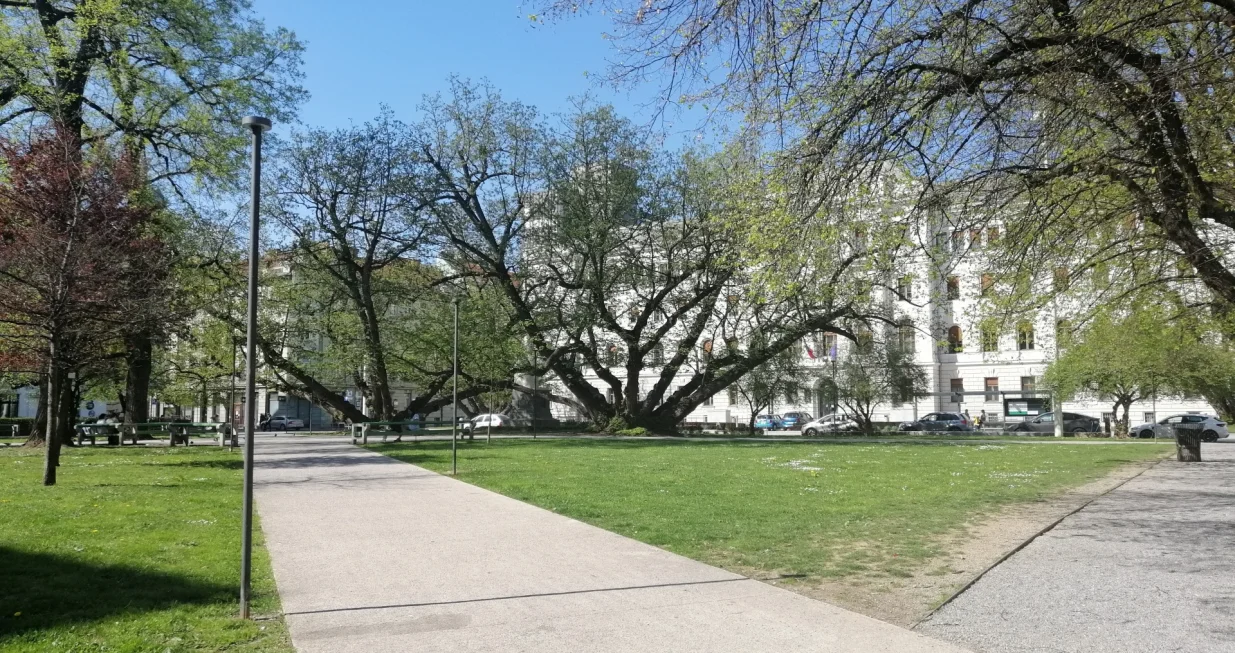 Raskošno drveće u središtu grada/Picasa